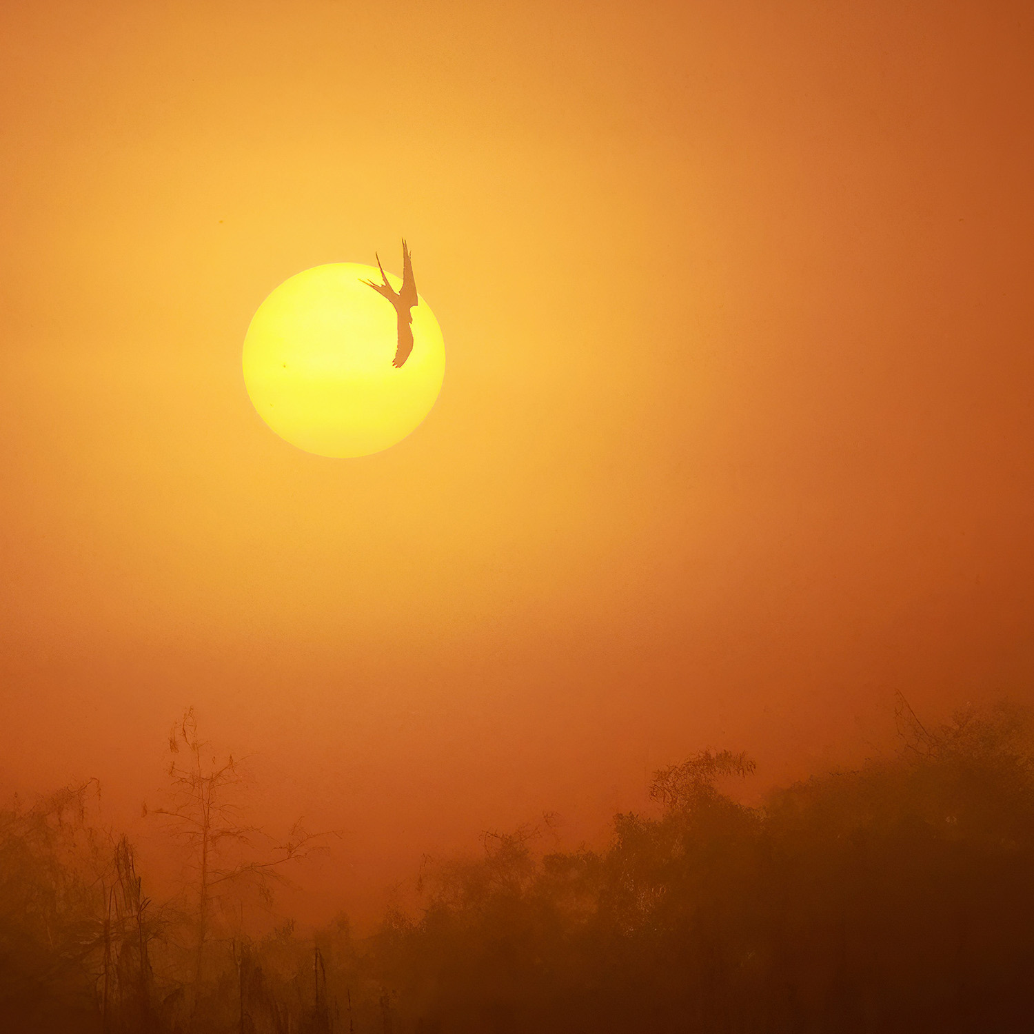 bird flying in front of sun